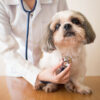 Veterinary