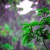 rains