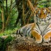 International Tigers Day