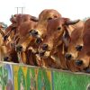 dead cows