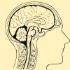 Indians have smallest brains