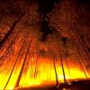 10 Worst wildfires our world has ever witnessed