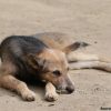 World Rabies Day
