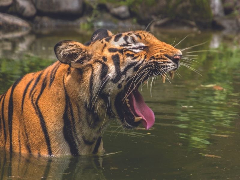 Sunderbans