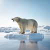 Children seek inclusion of climate change in curriculum
