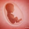 Foetus