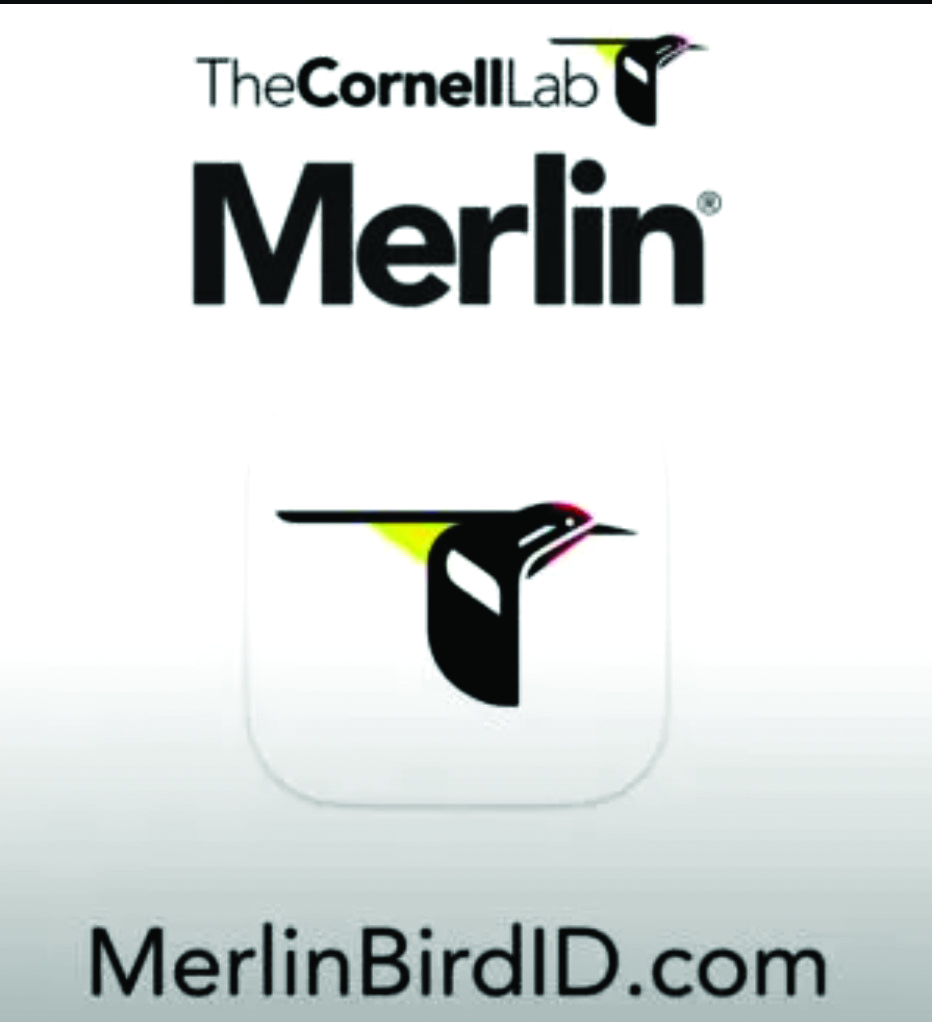 Merlin copy