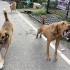 Stray dogs