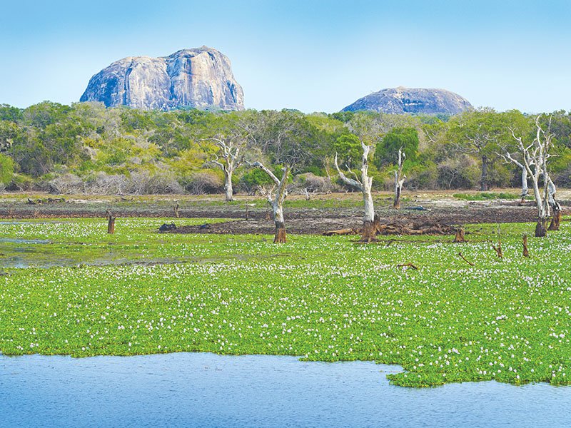 Yala,National,Park,,Sri,Lanka,,Asia.,Beautiful,Landscape,,Lake,With