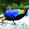 Himalayan monal copy