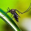 Thane school switches to online classes over mosquito-borne illness concerns
