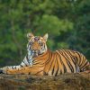 Royal-Bengal-Tiger
