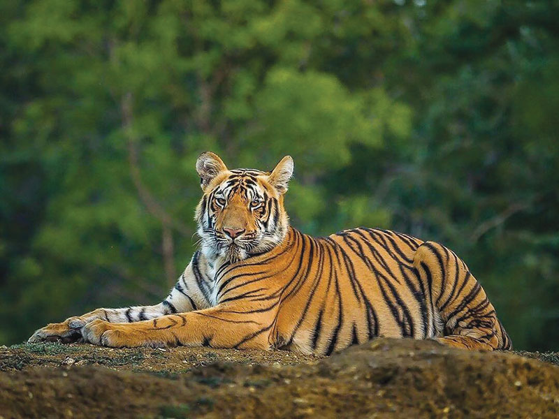 Royal-Bengal-Tiger