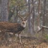 Closeup of Chital in Mudumalai National Park in India