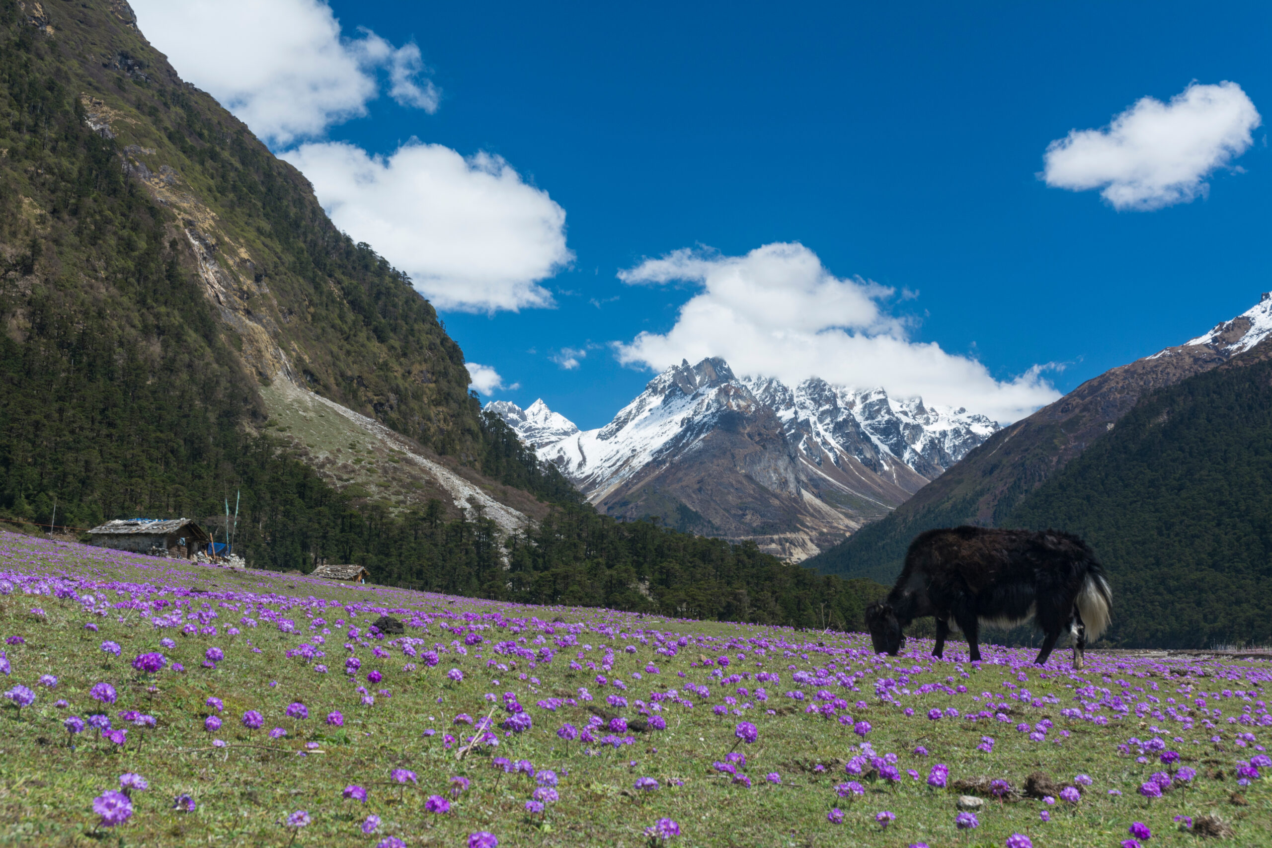 Yak,Grazing,In,Yumthang,Valley,sikkim,india